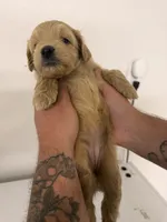 Girl 2, a female Cockapoo for sale in Sacramento, CA – 2 of 4