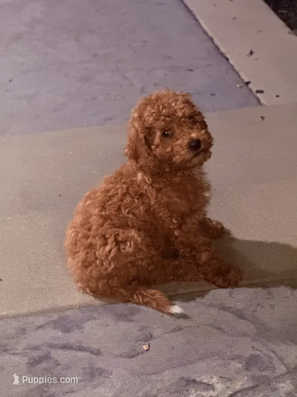 Red – Cockapoo puppy for sale in Sacramento, CA