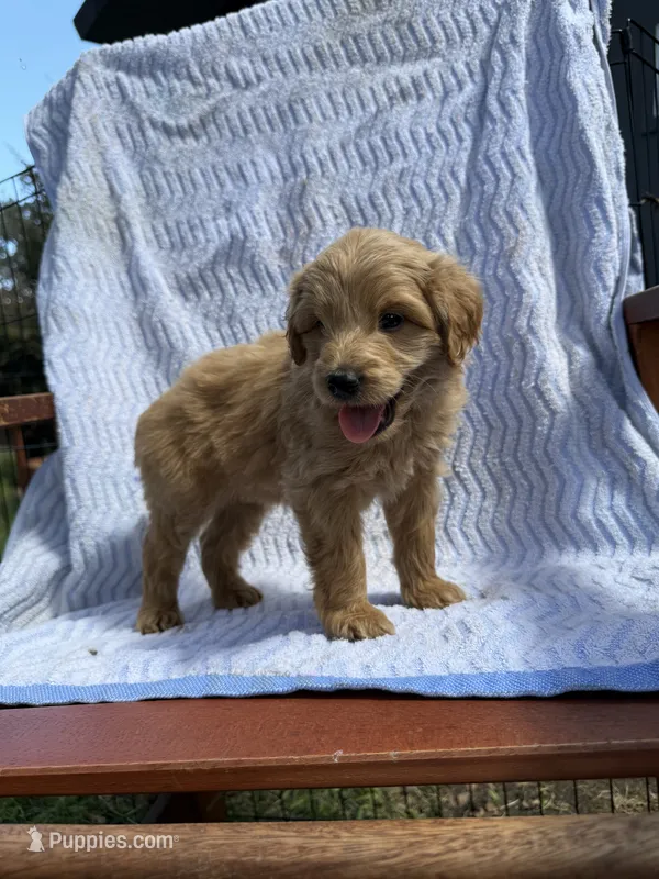 Charlie – Cockapoo puppy for sale in Sacramento, CA