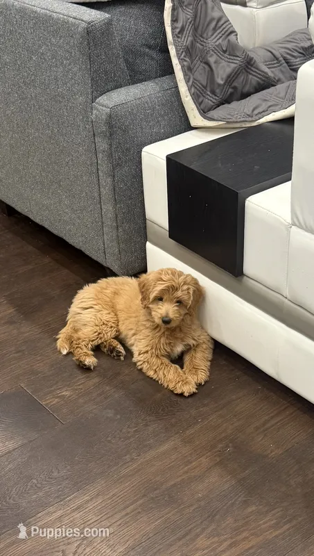 Simon – Cockapoo puppy for sale in Sacramento, CA