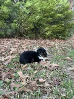 Maverick , a male Miniature Australian Shepherd for sale in Commerce, GA – Photo 7 of 7