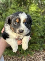 Maverick , a male Miniature Australian Shepherd for sale in Commerce, GA – Photo 5 of 7