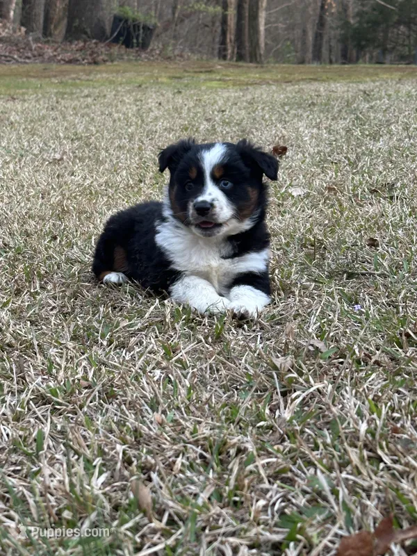 Maverick  – Miniature Australian Shepherd puppy for sale in Commerce, GA