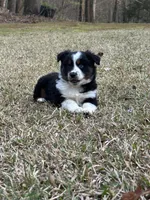 Maverick , a male Miniature Australian Shepherd for sale in Commerce, GA – Photo 1 of 7