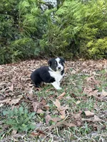 Maverick , a male Miniature Australian Shepherd for sale in Commerce, GA – Photo 6 of 7