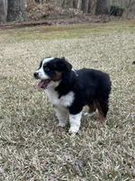 Maverick , a male Miniature Australian Shepherd for sale in Commerce, GA – Photo 2 of 7