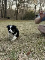 Maverick , a male Miniature Australian Shepherd for sale in Commerce, GA – Photo 3 of 7