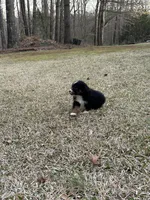 Sassy, a female Miniature Australian Shepherd for sale in Commerce, GA – Photo 3 of 8