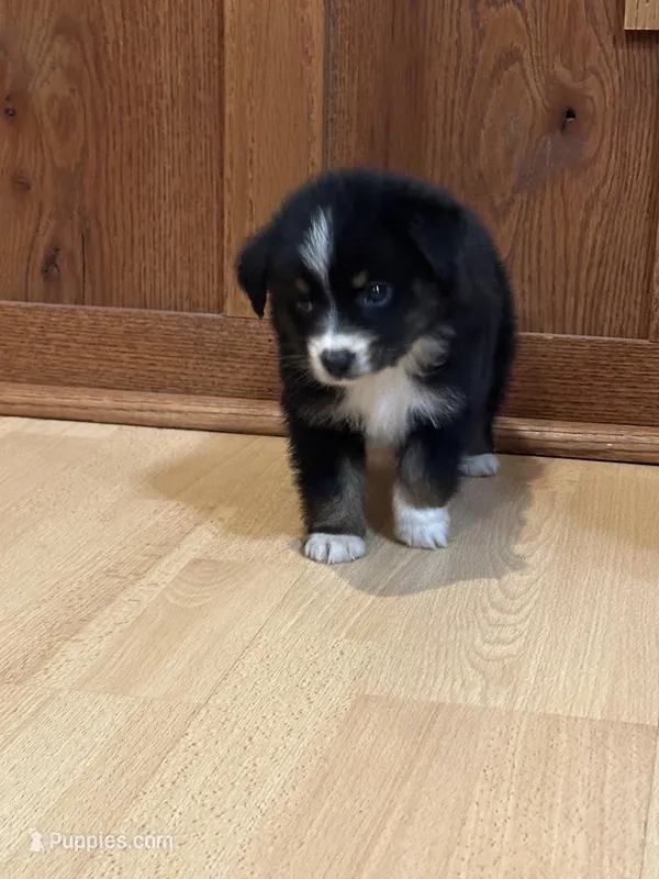 Sassy – Miniature Australian Shepherd puppy for sale in Commerce, GA