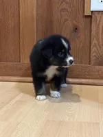 Sassy, a female Miniature Australian Shepherd for sale in Commerce, GA – Photo 8 of 8