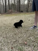 Sassy, a female Miniature Australian Shepherd for sale in Commerce, GA – Photo 4 of 8