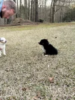 Sassy, a female Miniature Australian Shepherd for sale in Commerce, GA – Photo 5 of 8