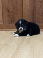 Sassy, a female Miniature Australian Shepherd for sale in Commerce, GA – Photo 7 of 8