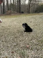 Sassy, a female Miniature Australian Shepherd for sale in Commerce, GA – Photo 2 of 8