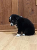 Sassy, a female Miniature Australian Shepherd for sale in Commerce, GA – Photo 6 of 8