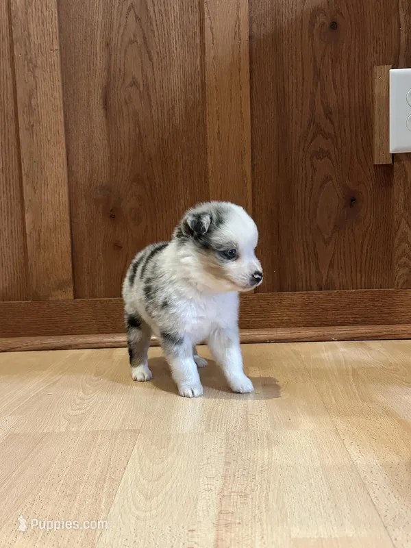 Chip – Miniature Australian Shepherd puppy for sale in Commerce, GA