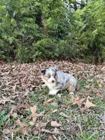 Jet, a male Miniature Australian Shepherd for sale in Commerce, GA – Photo 4 of 8