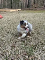 Jet, a male Miniature Australian Shepherd for sale in Commerce, GA – Photo 3 of 8