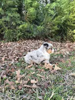 Jet, a male Miniature Australian Shepherd for sale in Commerce, GA – Photo 6 of 8