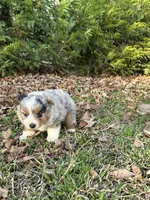Jet, a male Miniature Australian Shepherd for sale in Commerce, GA – Photo 5 of 8