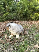 Jet, a male Miniature Australian Shepherd for sale in Commerce, GA – Photo 8 of 8