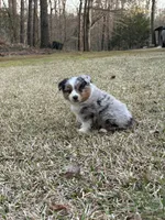 Jet, a male Miniature Australian Shepherd for sale in Commerce, GA – Photo 2 of 8