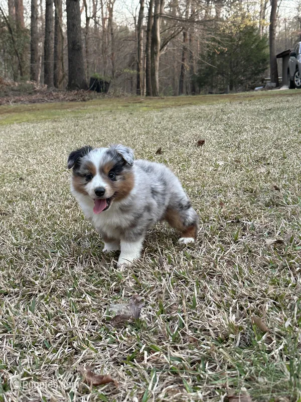 Jet – Miniature Australian Shepherd puppy for sale in Commerce, GA