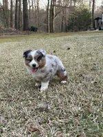 Jet, a male Miniature Australian Shepherd for sale in Commerce, GA – Photo 1 of 8
