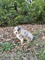 Jet, a male Miniature Australian Shepherd for sale in Commerce, GA – Photo 7 of 8