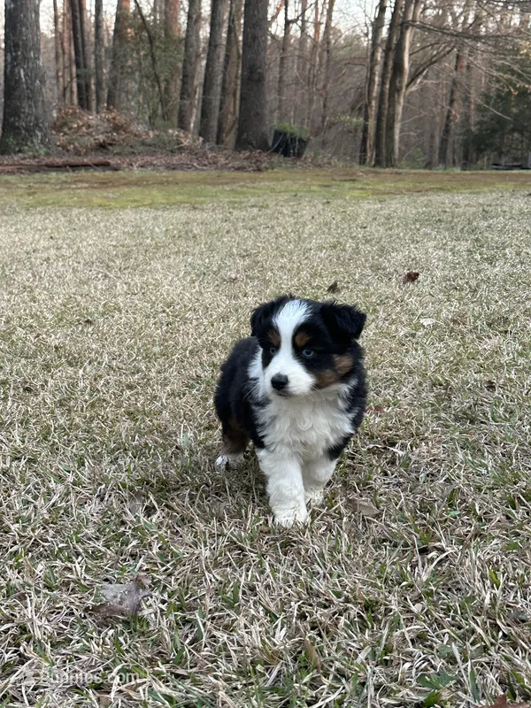 Max – Miniature Australian Shepherd puppy for sale in Commerce, GA