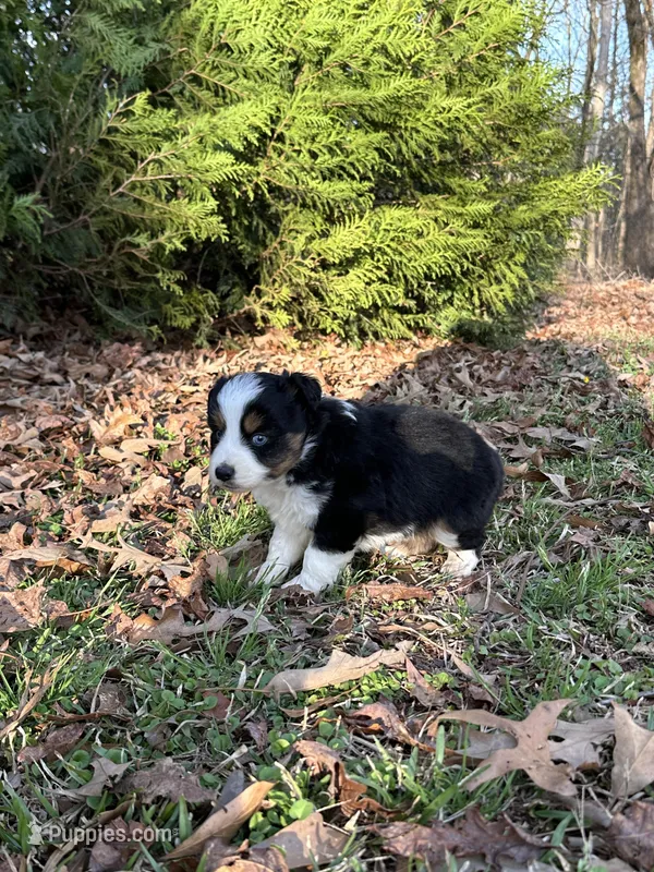 Max – Miniature Australian Shepherd puppy for sale in Commerce, GA