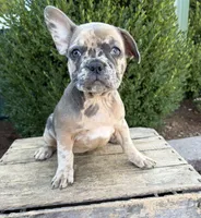 Dixie, a female French Bulldog for sale in Middlebury, IN – 3 of 4