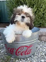Thomas, a male Shih Tzu for sale in Middlebury, IN – 4 of 4
