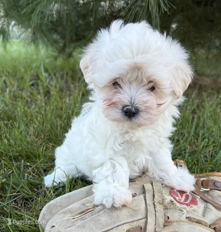 Gina – Maltese puppy for sale in Middlebury, IN