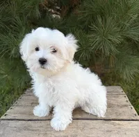 Fritz, a male Maltese for sale in Middlebury, IN – 3 of 5