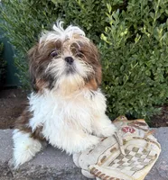 Tyler, a male Shih Tzu for sale in Middlebury, IN – 4 of 4
