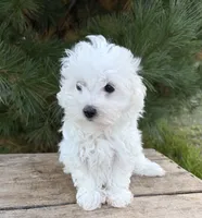 Fenton , a male Maltese for sale in Middlebury, IN – 2 of 5