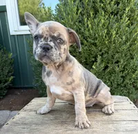 Dixie, a female French Bulldog for sale in Middlebury, IN – 4 of 4