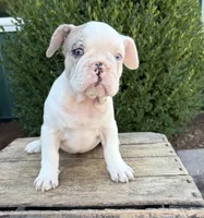 Dina, a female French Bulldog for sale in Middlebury, IN – 2 of 5