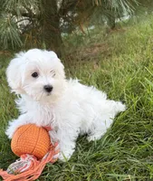 Fritz, a male Maltese for sale in Middlebury, IN – 5 of 5