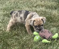 Rusty, a male French Bulldog for sale in Middlebury, IN – Photo 4 of 8
