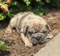 Rusty, a male French Bulldog for sale in Middlebury, IN – Photo 7 of 8