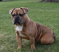 Rusty, a male French Bulldog for sale in Middlebury, IN – Photo 2 of 10