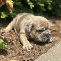 Rusty, a male French Bulldog for sale in Middlebury, IN – Photo 9 of 10