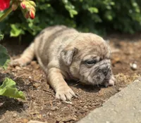 Rusty, a male French Bulldog for sale in Middlebury, IN – Photo 5 of 8