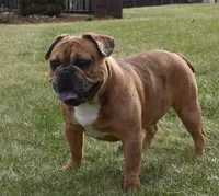 Rusty, a male French Bulldog for sale in Middlebury, IN – Photo 4 of 10