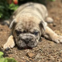 Rusty, a male French Bulldog for sale in Middlebury, IN – Photo 10 of 10