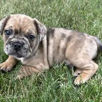 Rusty, a male French Bulldog for sale in Middlebury, IN – Photo 7 of 10