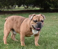 Rusty, a male French Bulldog for sale in Middlebury, IN – Photo 6 of 10