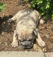 Rusty, a male French Bulldog for sale in Middlebury, IN – Photo 6 of 8
